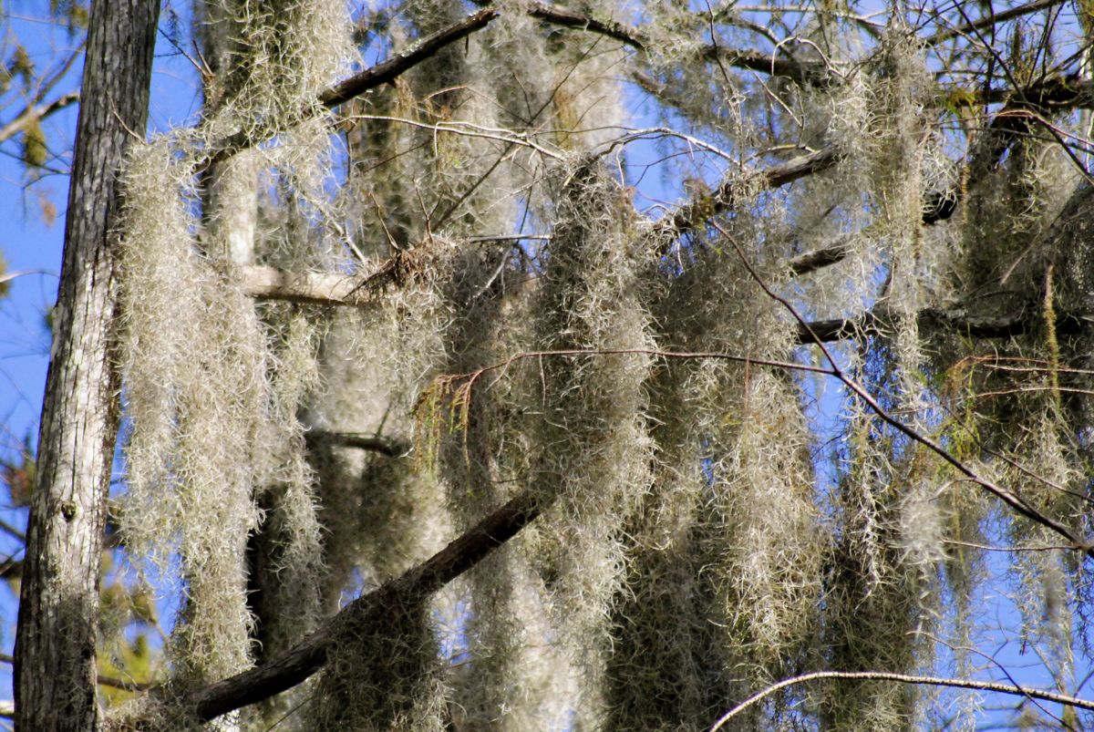 Spanish Moss